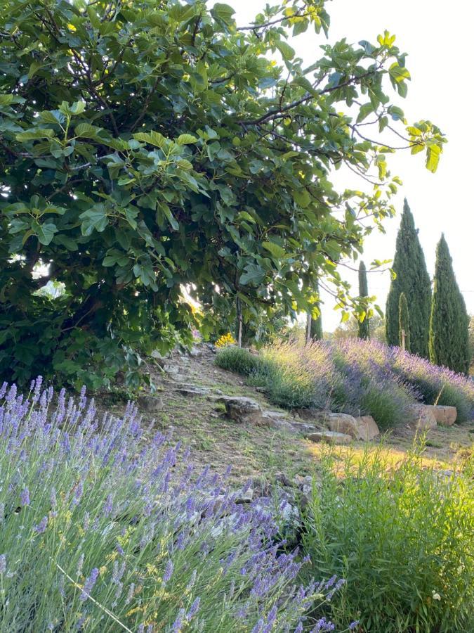 Montanare * Cortona